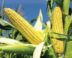 Maize (Corn)