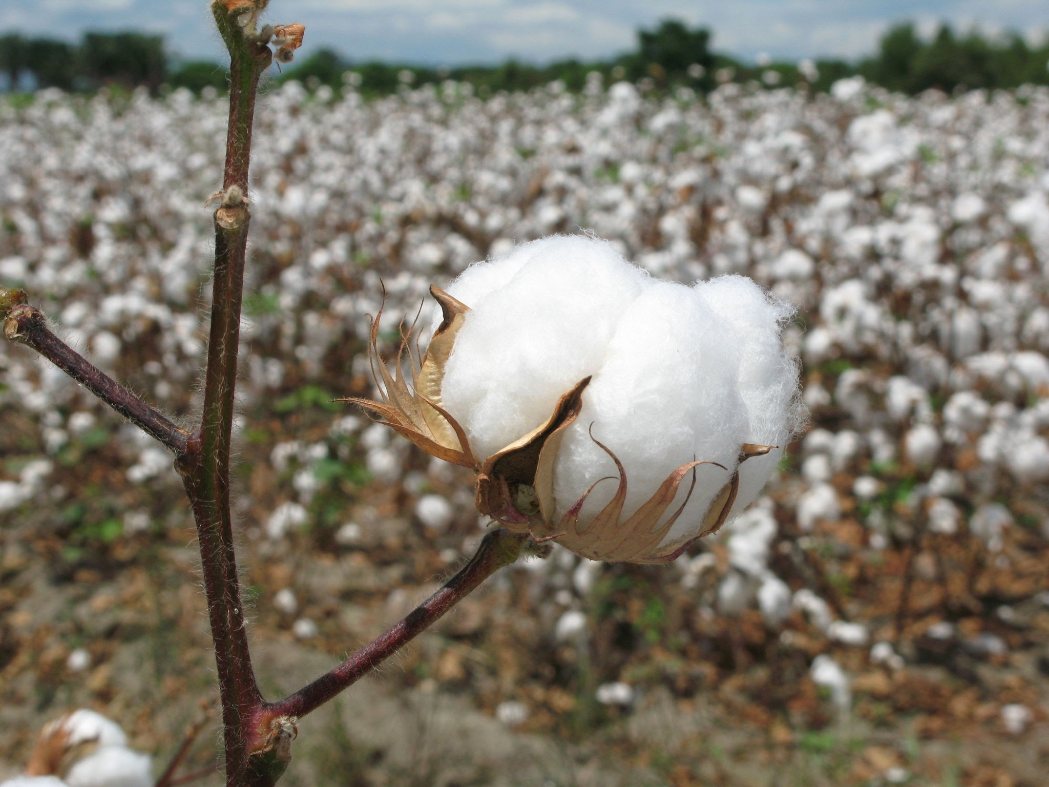 Cotton