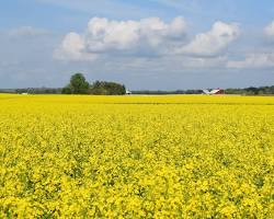 Mustard