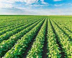 Soybean